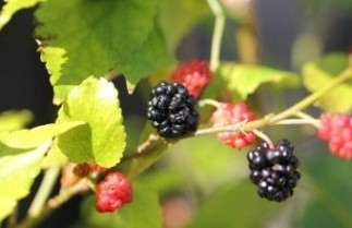 Afbeelding Mojo Berry - Morus BonBonBerry 'Mojo Berry'