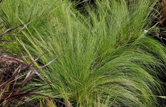Afbeelding Vedergras 'Ponytails' - Stipa tenuissima 'Ponytails'