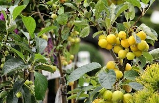 Afbeelding Sierappel 'Golden Hornet' - Malus 'Golden Hornet'