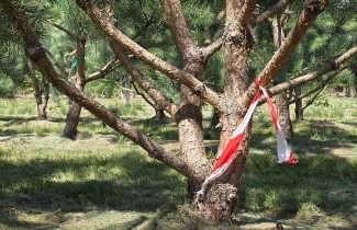 Afbeelding Grove Den - Pinus sylvestris