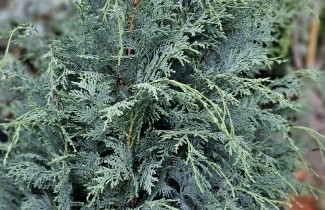 Afbeelding Blauwe Californische cypres - Chamaecyparis lawsoniana 'Columnaris'