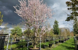 Afbeelding Sierkers 'Pandora' - Prunus 'Pandora'