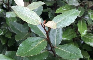 Afbeelding Olijfwilg - Elaeagnus ebbingei