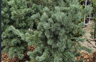 Afbeelding Japanse witte den 'Tempelhof' - Pinus parviflora 'Tempelhof'