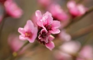 Afbeelding Perzik 'Amsden'  - Prunus persica 'Amsden'