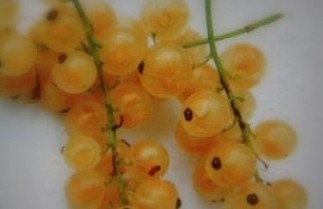 Afbeelding Witte bes 'Werdavia' - Ribes rubrum 'Werdavia'