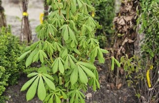 Afbeelding Witte paardenkastanje - Aesculus hippocastanum