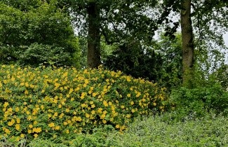 Afbeelding Hertshooi 'Hidcote' - vakbeplanting - Hypericum 'hidcote'