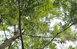 Afbeelding Valse Christusdoorn 'Draves' - Gleditsia triacanthos 'Draves'
