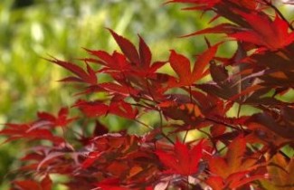 Afbeelding Japanse Esdoorn 'Bloodgood' - Acer palmatum 'Bloodgood'