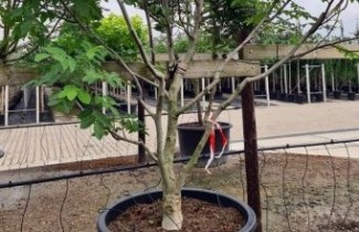 Afbeelding Walnootboom - Juglans regia