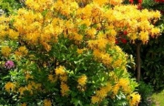 Afbeelding Rododendron luteum - Rhododendron luteum