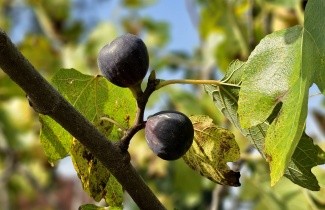 Afbeelding Vijg - Ficus carica 'Brown Turkey'