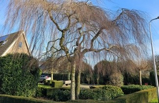 Afbeelding Prieelberk - Betula pendula 'Youngii'