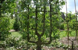 Afbeelding Appel Goud Reinette - Malus domestica 'Schone van Boskoop'