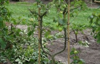 Afbeelding Handappel Groninger Kroon - Malus domestica 'Groninger Kroon'