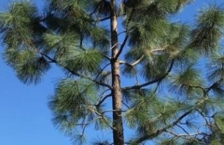 Afbeelding Gele den - Pinus ponderosa
