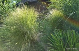 Afbeelding Vedergras 'Ponytails' - Stipa tenuissima 'Ponytails'