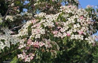 Afbeelding kornoelje 'Weisse Fontaine' - Cornus kousa 'Weisse Fontaine'