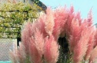 Afbeelding Pampasgras 'Rosea' - Cortaderia selloana 'Rosea'