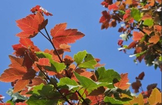 Afbeelding Amerikaanse esdoorn - Acer rubrum 'Summer Red'