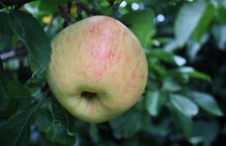 Afbeelding Appel 'Glorie van Holland' - Malus domestica 'Glorie van Holland'