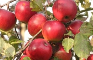 Afbeelding Appel 'Jonared' - Malus domestica 'Jonared'