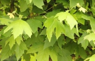 Afbeelding Oosterse plataan - Platanus orientalis