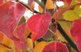 Afbeelding Sierpeer peer - Pyrus calleryana 'Chanticleer'