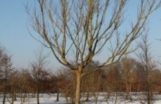 Afbeelding Vleugelnoot - Pterocarya fraxinifolia