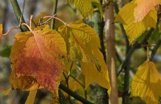 Afbeelding Streepjesbast esdoorn - Acer rufinerve