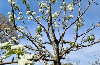 Afbeelding handpeer 'Kruidenierspeer' - Pyrus communis 'Kruidenierspeer'