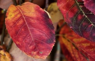 Afbeelding Krentenboompje - Amelanchier lamarckii