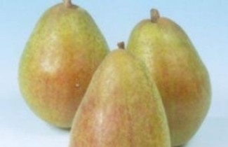 Afbeelding Handpeer "Precoce de Trevoux" - Pyrus communis 'Precoce de Trevoux'