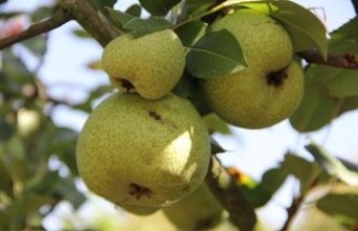 Afbeelding Stoofpeer "Saint Remy" - Pyrus communis 'Saint Remy'