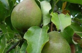 Afbeelding Stoofpeer "Valse IJsbout" - Pyrus communis 'Valse IJsbout'