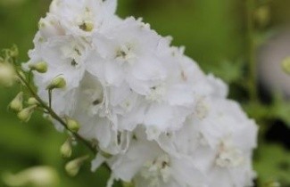 Afbeelding Ridderspoor wit - Delphinium pacific 'Galahad'