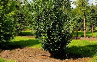 Afbeelding Laurierkers 'Caucasica' - Prunus laurocerasus 'Caucasica'