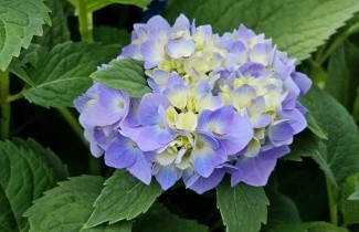 Afbeelding Bolhortensia 'Endless Summer' (Blauw) - Hydrangea macrophylla Endless Summer Blauw