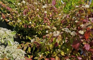 Afbeelding Kornoelje 'Winter Beauty' - Cornus sanguinea 'Winter Beauty'
