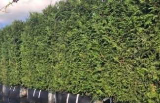 Afbeelding Reuzenlevensboom - Thuja plicata 'Gelderland'