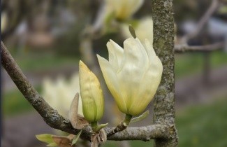 Afbeelding Magnolia 'Yellow River' - Magnolia 'Yellow River'