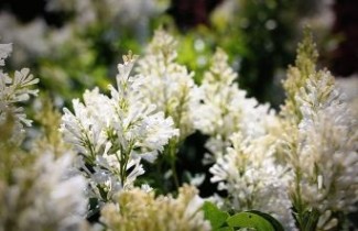 Afbeelding Sering villo. 'Agnes Smith' - Syringa villosae 'Agnes Smith'