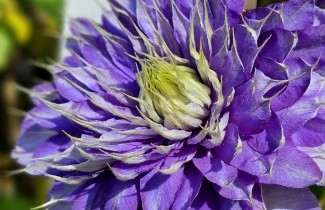 Afbeelding Bosrank 'Multi Blue' - Clematis montana 'Multi Blue'