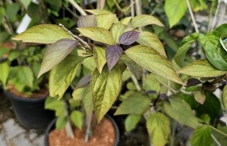 Afbeelding Kansenboom 'Purple Blaze' - Clerodendrum trichotomum 'Purple Blaze'