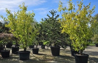 Afbeelding Witte Moerbei - Morus alba