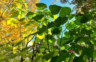 Afbeelding Anna Paulownaboom 'Fast Blue' - Paulownia fortunei 'Fast Blue'