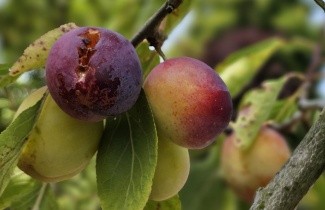 Afbeelding Pruim 'Reine Claude d'Oullins' - Prunus domestica 'Reine Claude d'Oullins'