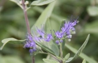 Afbeelding Blauwe spirea 'Kew Blue' - Caryopteris x clandonensis 'Kew Blue'