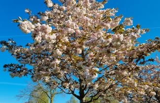 Afbeelding Japanse sierkers 'Shirofugen' - Prunus serrulata 'Shirofugen'